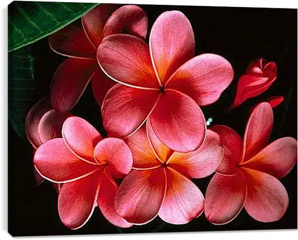 Постер на подрамнике - Плюмерия