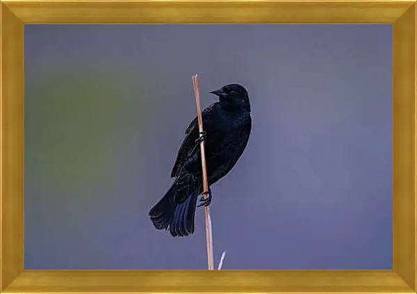 Картина в раме - Чёрный ворон на палке