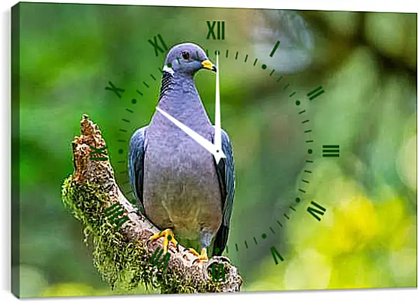 Часы картина - Голубь