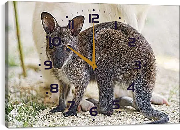 Часы картина - Детёныш кенгуру