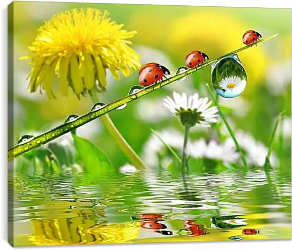 Постер на подрамнике - Божьи коровки. Одуванчики.