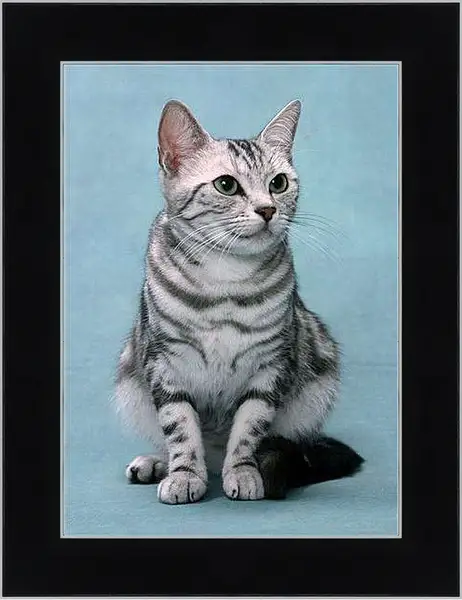 Картина в раме - Кошки