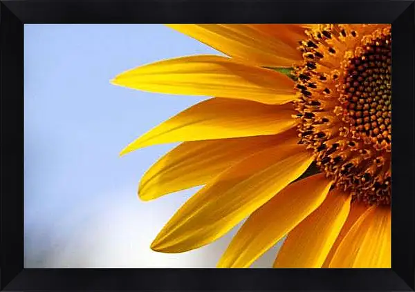 Картина в раме - Листочки подсолнуха