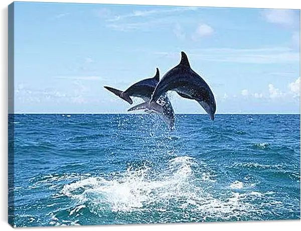 Постер на подрамнике - Дельфины