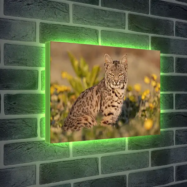 Лайтбокс световая панель - Рысь