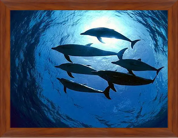 Картина в раме - Дельфины