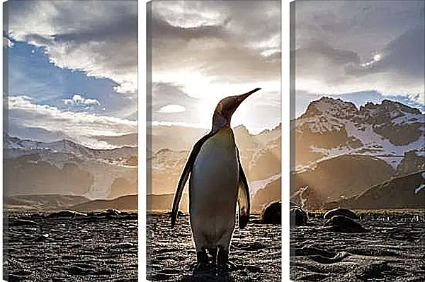 Модульная картина - Пингвин на фоне солнца