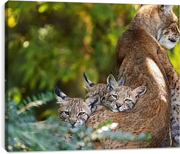 Постер на подрамнике - Рыси