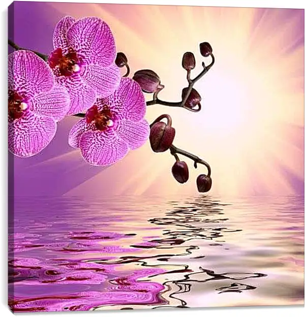 Постер на подрамнике - Розовая орхидея над водой