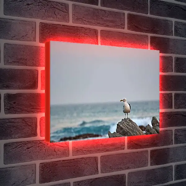 Лайтбокс световая панель - Чайка