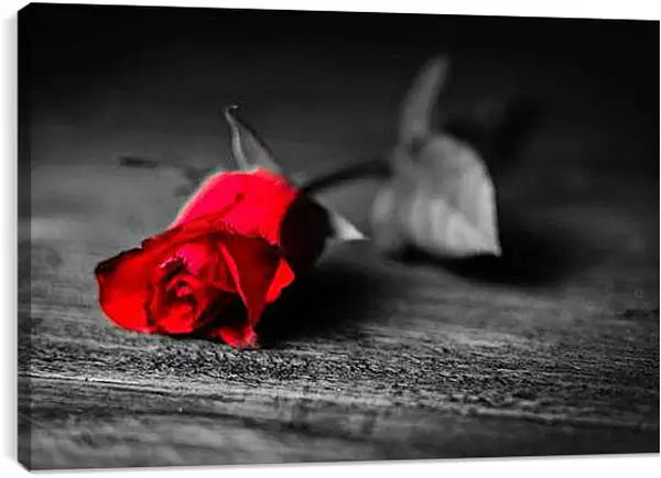 Постер на подрамнике - Красная роза