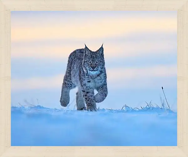 Картина в раме - Рысь
