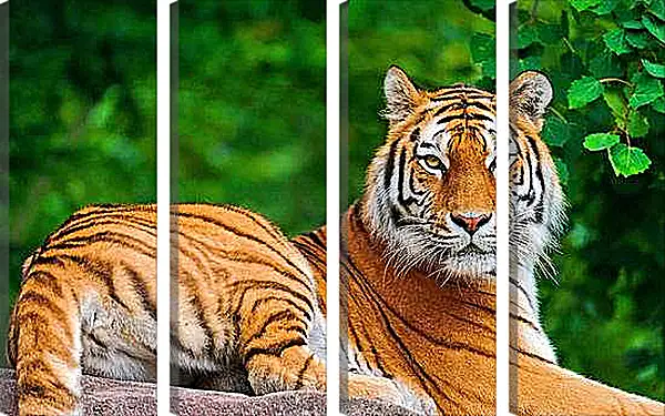 Модульная картина - Бенгальский тигр