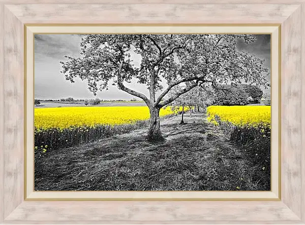 Картина в раме - Поле жёлтых цветов