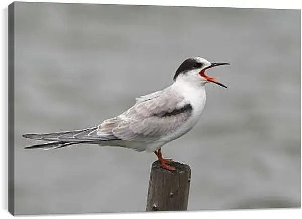 Постер на подрамнике - Чайка