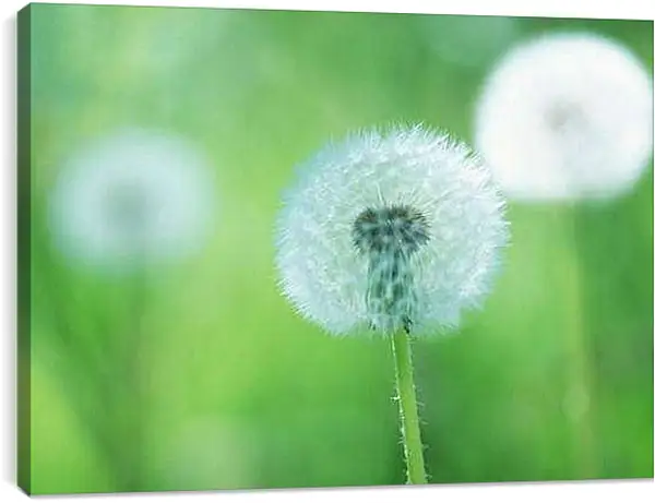 Постер на подрамнике - Три одуванчика на зелёном фоне