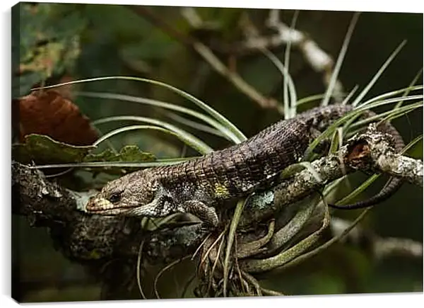 Постер на подрамнике - Рептилии