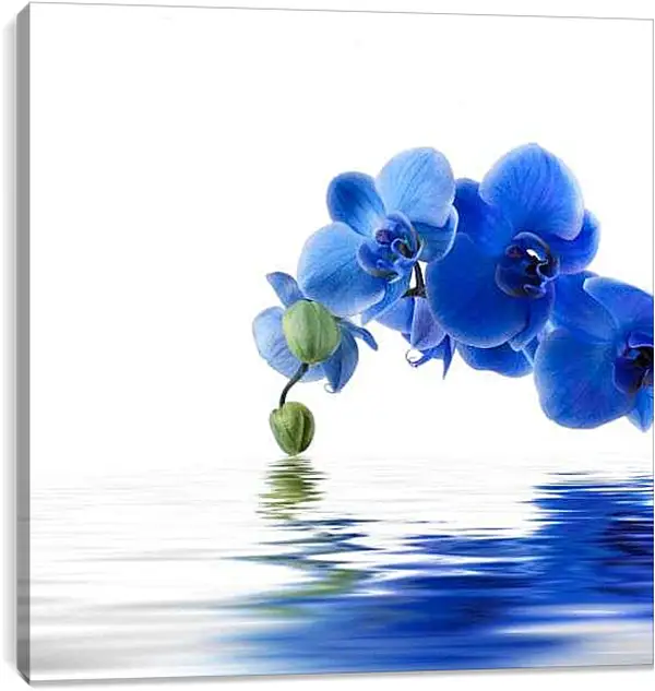 Постер на подрамнике - Синяя орхидея