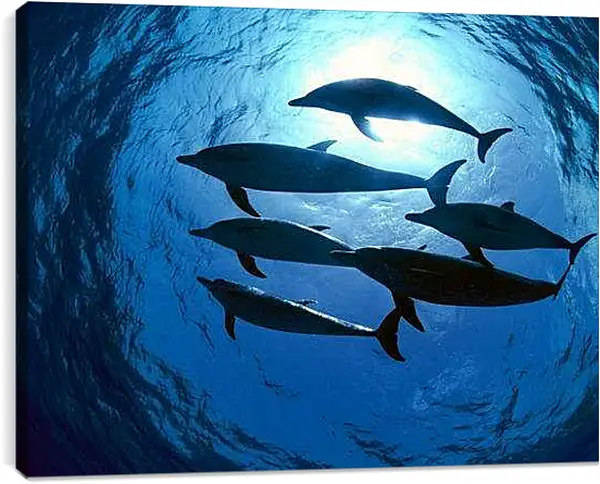 Постер на подрамнике - Дельфины