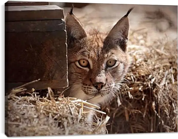 Постер на подрамнике - Рысь