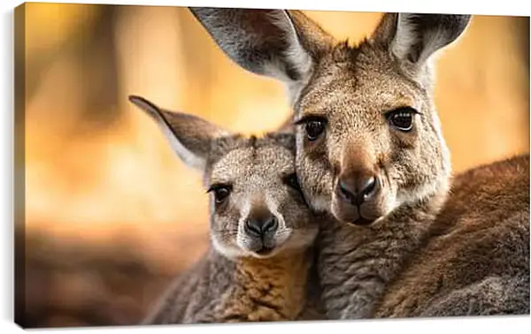 Постер на подрамнике - Кенгуру с детёнышем