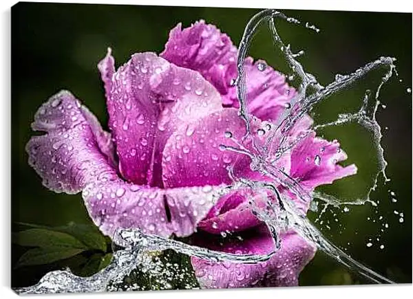 Постер на подрамнике - Бабочка на пионе