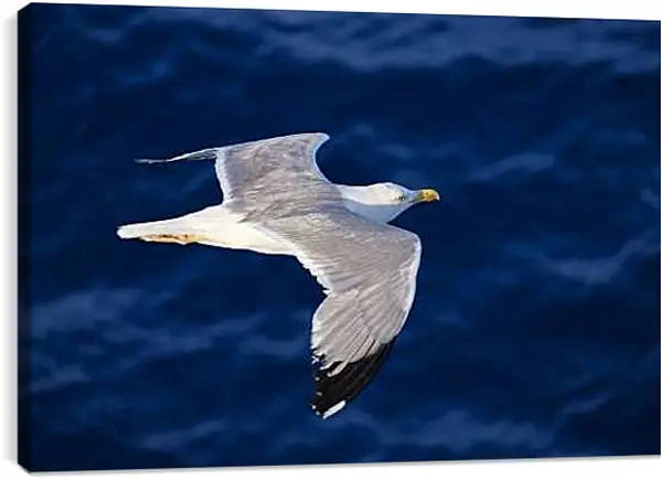 Постер на подрамнике - Чайка