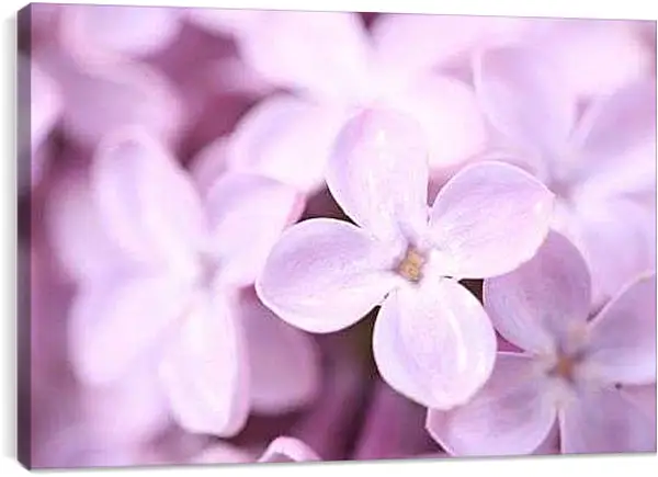 Постер на подрамнике - Лепестки сирени макро