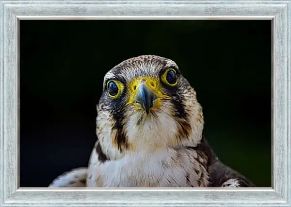 Картина в раме - Голова сокола на чёрном фоне