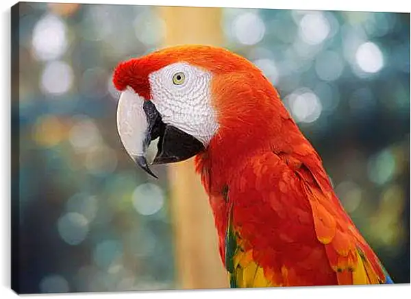 Постер на подрамнике - Попугай