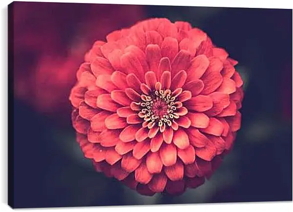 Постер на подрамнике - Коралловый георгин