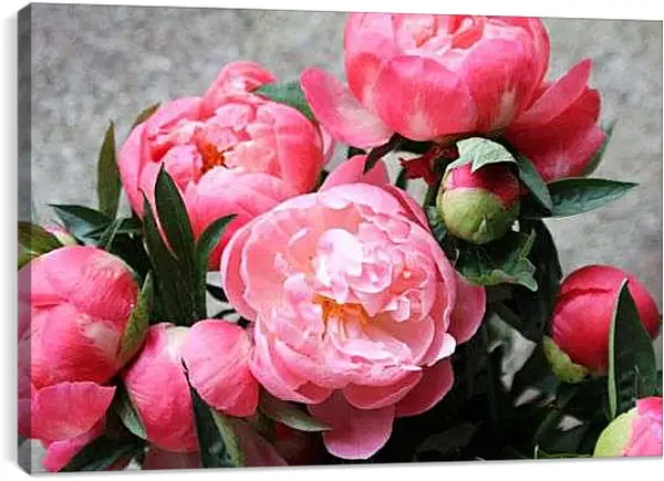 Постер на подрамнике - Яркие пионы