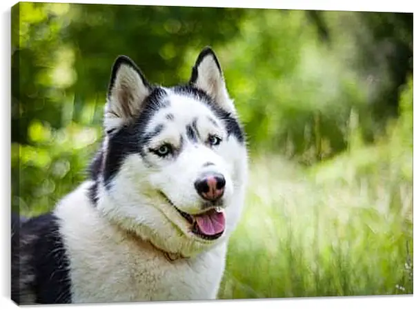 Постер на подрамнике - Лайка