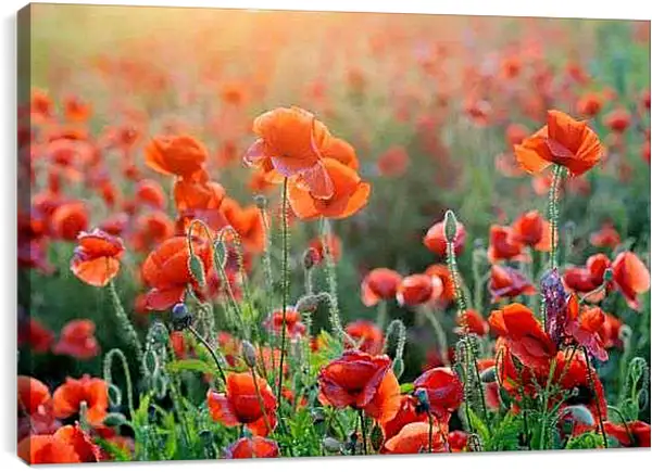 Постер на подрамнике - Поле маков