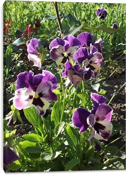 Постер на подрамнике - Анютины глазки