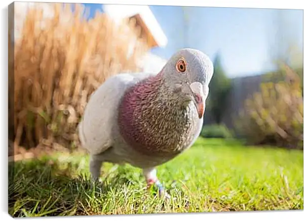 Постер на подрамнике - Голубь