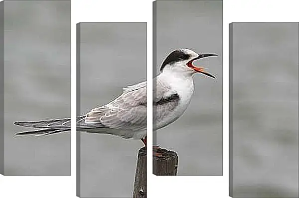 Модульная картина - Чайка