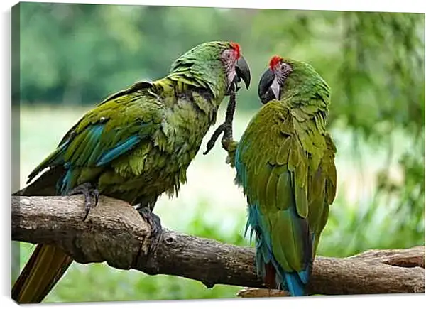 Постер на подрамнике - Два зелёных попугайчика