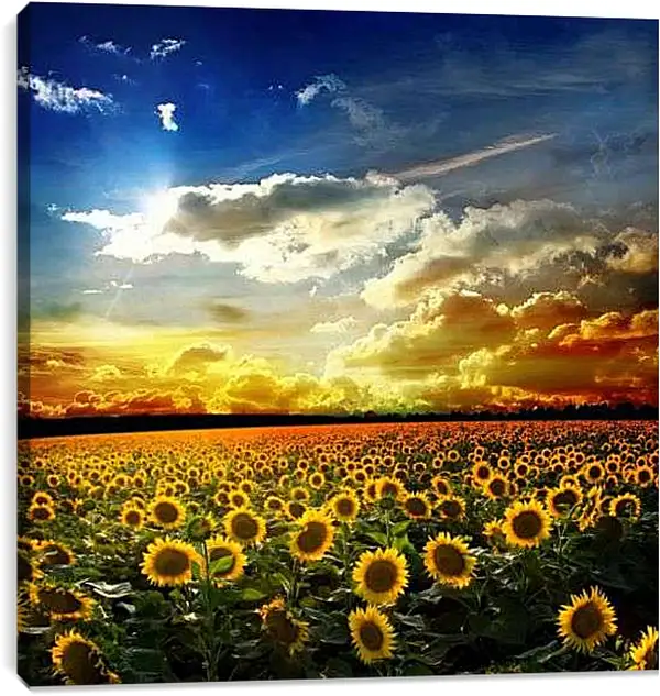 Постер на подрамнике - Солнечное небо и поле подсолнухов