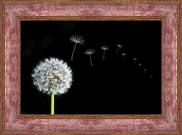 Картина в раме - Белый одуванчик на чёрном фоне