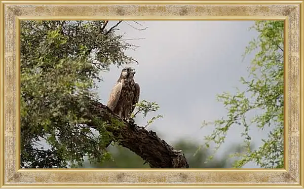 Картина в раме - Сокол на дереве