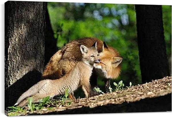 Постер на подрамнике - Лисы. Мама и детеныш