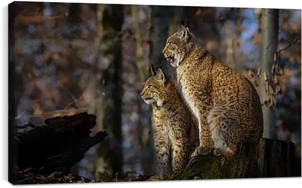 Постер на подрамнике - Рыси