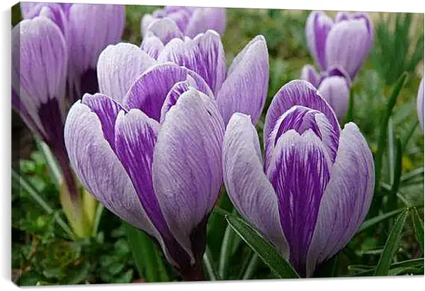 Постер на подрамнике - Весна