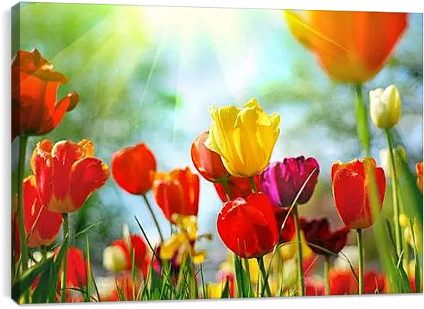 Постер на подрамнике - Тюльпаны
