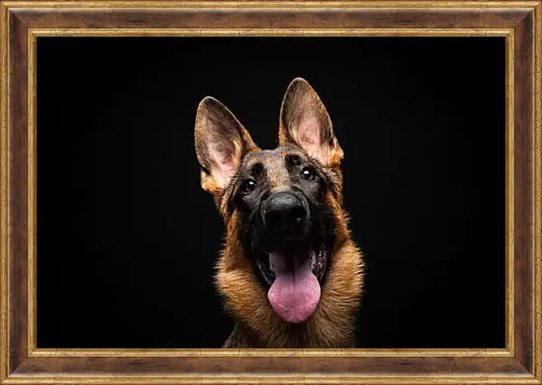 Картина в раме - Овчарка