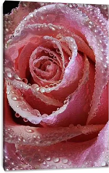 Постер на подрамнике - Роза в капельках воды