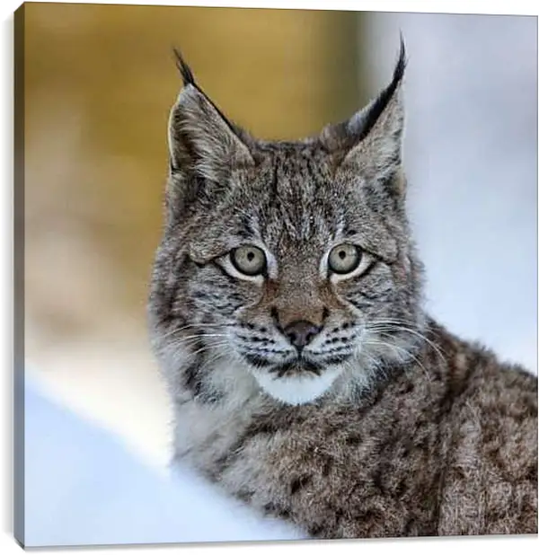 Постер на подрамнике - Рысь