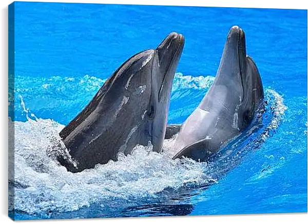 Постер на подрамнике - Дельфины