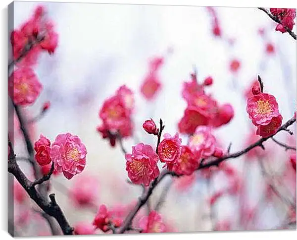 Постер на подрамнике - Цветущая сакура